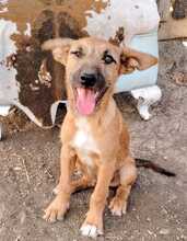 IDEFIX, Hund, Mischlingshund in Spanien - Bild 6