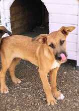 IDEFIX, Hund, Mischlingshund in Spanien - Bild 7