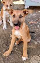 IDEFIX, Hund, Mischlingshund in Spanien - Bild 8