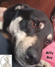 MILLYBOY, Hund, Mischlingshund in Bosnien und Herzegowina - Bild 1