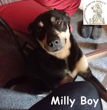 MILLYBOY, Hund, Mischlingshund in Bosnien und Herzegowina - Bild 2