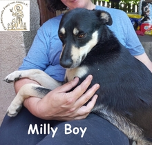 MILLYBOY, Hund, Mischlingshund in Bosnien und Herzegowina - Bild 3