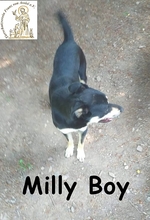 MILLYBOY, Hund, Mischlingshund in Bosnien und Herzegowina - Bild 4