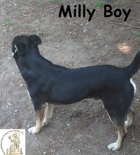 MILLYBOY, Hund, Mischlingshund in Bosnien und Herzegowina - Bild 5