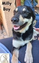 MILLYBOY, Hund, Mischlingshund in Bosnien und Herzegowina - Bild 6