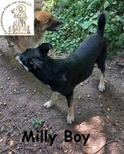 MILLYBOY, Hund, Mischlingshund in Bosnien und Herzegowina - Bild 7