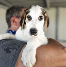ANOUK, Hund, Maremmano Mischling in Italien - Bild 1