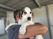 ANOUK, Hund, Maremmano Mischling in Italien - Bild 2