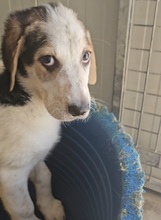 ANOUK, Hund, Maremmano Mischling in Italien - Bild 4