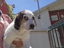 ANOUK, Hund, Maremmano Mischling in Italien - Bild 5