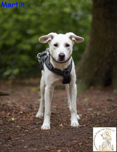 MARTIN, Hund, Mischlingshund in Langenfeld - Bild 1