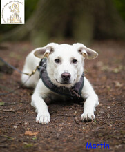 MARTIN, Hund, Mischlingshund in Langenfeld - Bild 10