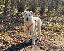 MARTIN, Hund, Mischlingshund in Langenfeld - Bild 2