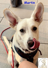 MARTIN, Hund, Mischlingshund in Langenfeld - Bild 4
