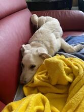 MARTIN, Hund, Mischlingshund in Langenfeld - Bild 5