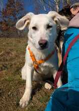 MARTIN, Hund, Mischlingshund in Langenfeld - Bild 6