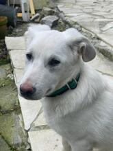 MARTIN, Hund, Mischlingshund in Langenfeld - Bild 9