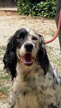 ZIVA, Hund, English Setter in Italien - Bild 1