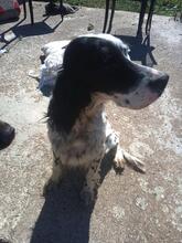 ZIVA, Hund, English Setter in Italien - Bild 10