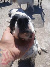 ZIVA, Hund, English Setter in Italien - Bild 11