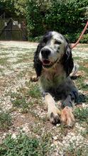 ZIVA, Hund, English Setter in Italien - Bild 2