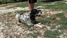 ZIVA, Hund, English Setter in Italien - Bild 3