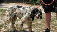 ZIVA, Hund, English Setter in Italien - Bild 4