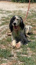 ZIVA, Hund, English Setter in Italien - Bild 5