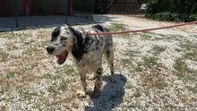 ZIVA, Hund, English Setter in Italien - Bild 6