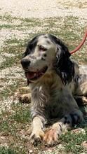 ZIVA, Hund, English Setter in Italien - Bild 7