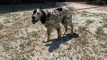 ZIVA, Hund, English Setter in Italien - Bild 8