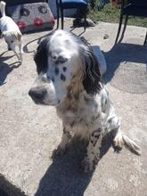 ZIVA, Hund, English Setter in Italien - Bild 9