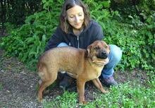 MONALDO, Hund, Mischlingshund in Italien - Bild 10