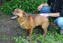 MONALDO, Hund, Mischlingshund in Italien - Bild 11