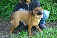 MONALDO, Hund, Mischlingshund in Italien - Bild 12