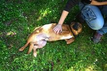 MONALDO, Hund, Mischlingshund in Italien - Bild 3