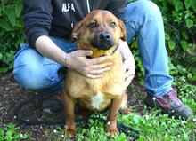 MONALDO, Hund, Mischlingshund in Italien - Bild 4
