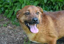 MONALDO, Hund, Mischlingshund in Italien - Bild 5