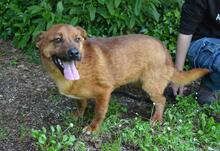MONALDO, Hund, Mischlingshund in Italien - Bild 7