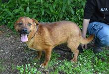 MONALDO, Hund, Mischlingshund in Italien - Bild 9
