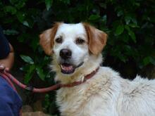 MIQUEL, Hund, Mischlingshund in Niederlande - Bild 1