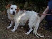 MIQUEL, Hund, Mischlingshund in Niederlande - Bild 10