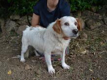 MIQUEL, Hund, Mischlingshund in Niederlande - Bild 11