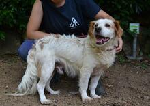 MIQUEL, Hund, Mischlingshund in Niederlande - Bild 12