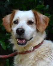 MIQUEL, Hund, Mischlingshund in Niederlande - Bild 13