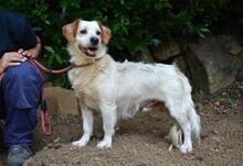 MIQUEL, Hund, Mischlingshund in Niederlande - Bild 3