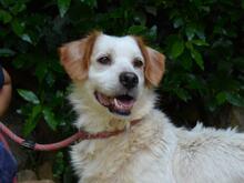 MIQUEL, Hund, Mischlingshund in Niederlande - Bild 4