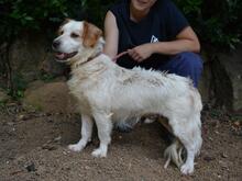 MIQUEL, Hund, Mischlingshund in Niederlande - Bild 6