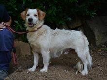 MIQUEL, Hund, Mischlingshund in Niederlande - Bild 7