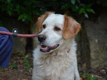 MIQUEL, Hund, Mischlingshund in Niederlande - Bild 8